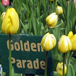 Tulipe Darwin 'Golden Parade'